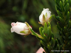 Erica oatesii oatesii