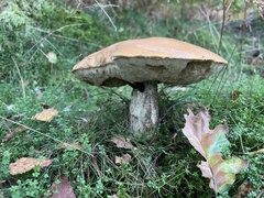 Leccinum