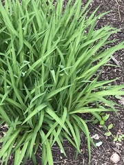 Liliopsida