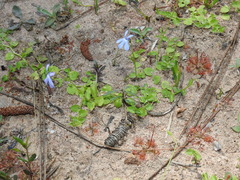 Lobelia quadrangularis