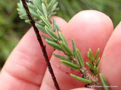 Erica oatesii oatesii