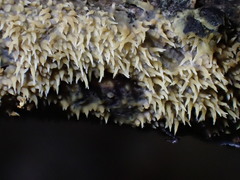 Sarcodontia uda