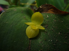 Pleurothallis chicalensis