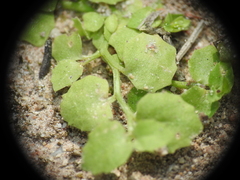 Lobelia quadrangularis