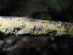 Sarcodontia uda