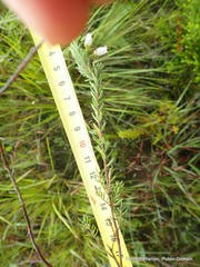 Erica oatesii oatesii