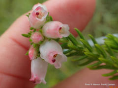 Erica oatesii oatesii