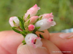 Erica oatesii oatesii