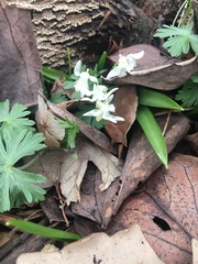 Scilla mischtschenkoana