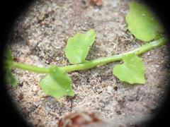 Lobelia quadrangularis