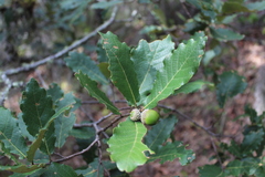 Quercus obtusata