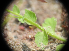Lobelia quadrangularis