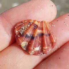 Flexopecten flexuosus