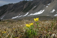 Ranunculus karelinii