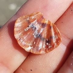 Flexopecten flexuosus