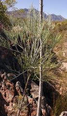 Anginon paniculatum