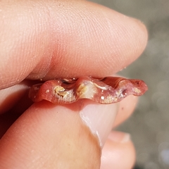 Flexopecten flexuosus