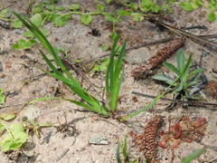 Sisyrinchium rosulatum