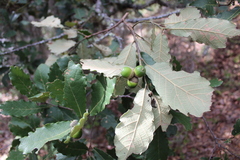 Quercus obtusata