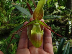 Phragmipedium
