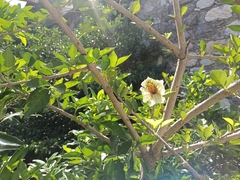 Parmentiera aculeata