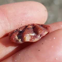 Flexopecten flexuosus