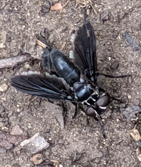 Trichopoda lanipes