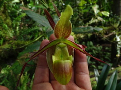 Phragmipedium
