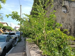 Parmentiera aculeata