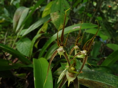 Brassia