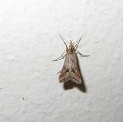 Diasemia monostigma