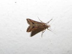 Diasemia monostigma