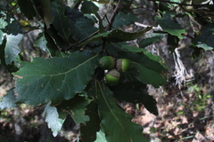 Quercus obtusata