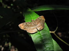 Quadrus u-lucida mimus