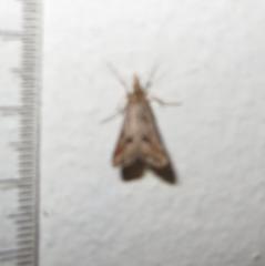 Diasemia monostigma