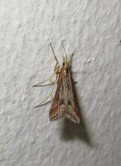 Diasemia monostigma