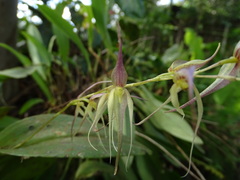 Pleurothallis phalangifera