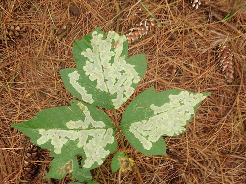Poison Ivy Leaf-miner Moth