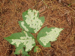 Poison Ivy Leaf-miner Moth