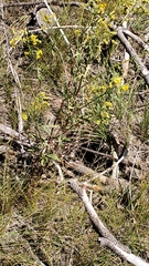 Senecio eremophilus