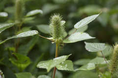 Acalypha alopecuroidea