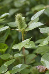 Acalypha alopecuroidea
