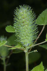 Acalypha alopecuroidea