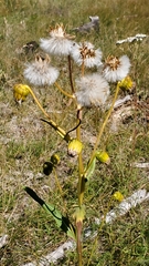 Senecio bigelovii