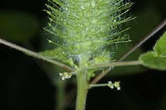 Acalypha alopecuroidea