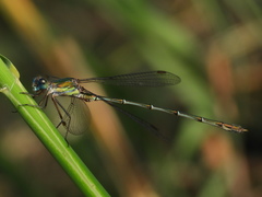 Chalcolestes viridis