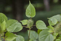 Acalypha alopecuroidea