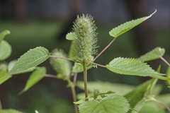 Acalypha alopecuroidea