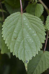 Acalypha alopecuroidea