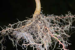 Acalypha alopecuroidea